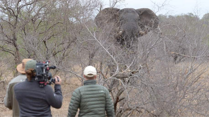 Red Leaf has spent hundreds of hours recording high-definition footage while accompanying tracking teams looking for leopards, lion prides, elephants and other animals in the African bush. 